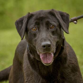Purebred Lab Retrievers -  Labrador Retriever Dog Available for Adoption in Lambertville, New Jersey - Purebred Lab Retrievers | PetCurious