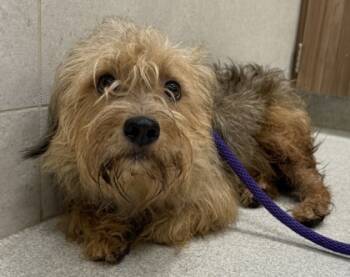 Rescue Silky Terrier and Mixed Breed Dogs for Adoption in Honolulu, Hawaii - 59727180 | PetCurious