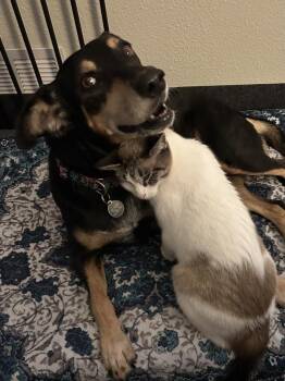 Felicia -  Mixed Breed and Australian Kelpie Dog for Adoption in Austin, Texas - Felicia | PetCurious