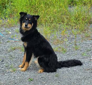 Max -  English Shepherd Dog for Adoption in Anchorage, Alaska - Max | PetCurious
