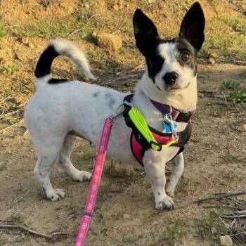 Mixed Breed Dogs Available for Adoption - HIlda | PetCurious