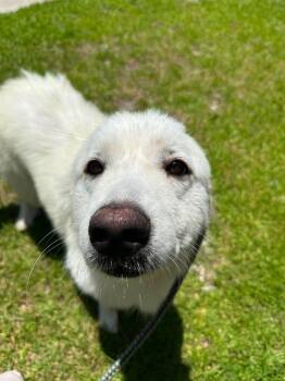 Sunshine -  Great Pyrenees Dog for Adoption in New Bern, North Carolina - Sunshine | PetCurious