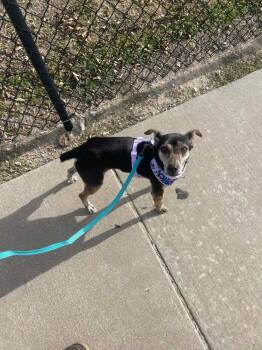 Chihuahua Dogs Available for Adoption - Meggers (Meg) | PetCurious