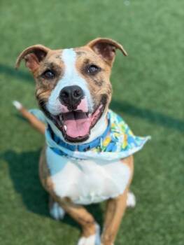 Mixed Breed Dogs Available for Adoption - JETT | PetCurious