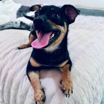 Becks&Keeley CROSS POST bonded pair -  Chihuahua and Miniature Schnauzer Dog for Adoption in South Portland, Maine - Becks&Keeley CROSS POST Bonded Pair | PetCurious