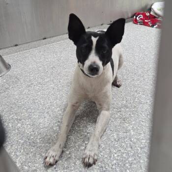 Rescue Mixed Breed Dogs for Adoption in Jupiter, Florida - Nina | PetCurious