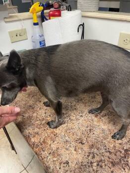 Beyoncé Carter -  Mixed Breed Dog for Adoption in Cincinnati, Ohio - Beyoncé Carter | PetCurious