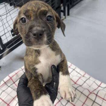 Hound Dogs Available for Adoption in Henderson, Kentucky - Jude | PetCurious