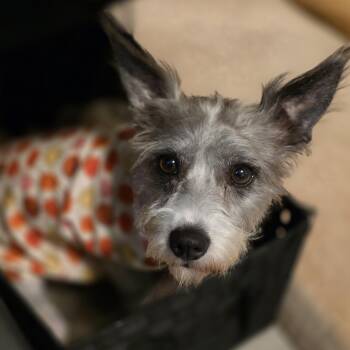 Pixie -  Terrier Dog for Adoption in Tucson, Arizona - Pixie | PetCurious