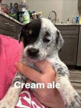 Cream Ale -  Australian Cattle Dog Blue Heeler Dog for Adoption in Newport, Kentucky - Cream Ale | PetCurious