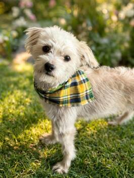 Maltipoo and Miniature Poodle Dogs Available for Adoption - Keith | PetCurious