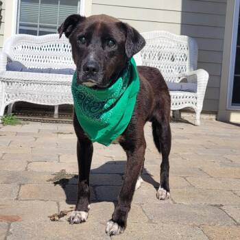 Stevie - Special Needs Blind -  Mixed Breed Dog for Adoption - Stevie - Special Needs Blind | PetCurious