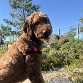 Teddy -  Goldendoodle Dog for Adoption - Teddy | PetCurious