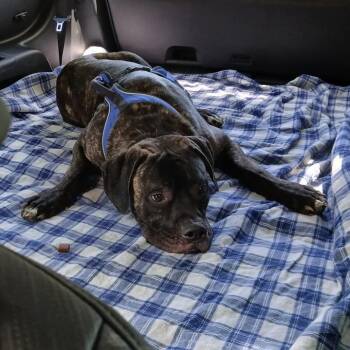 Howie -  Mastiff and Mixed Breed Dog for Adoption in Manchester, Pennsylvania - Howie | PetCurious
