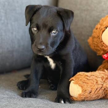 Black Labrador Retriever and Mixed Breed Dogs Available for Adoption in Richmond, California - OLIVER | PetCurious