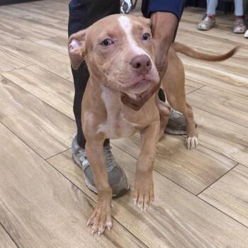 Bloo -  Pit Bull Terrier Dog for Adoption in Newark, New Jersey - Bloo | PetCurious