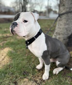 Mixed Breed Dogs Available for Adoption in Vassalboro, Maine - Marty FKA Seven | PetCurious