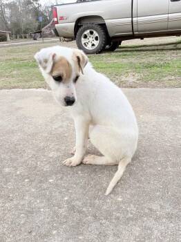 Jack Russell Terrier Dogs Available for Adoption - Jones | PetCurious