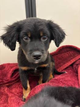 Mixed Breed Dogs Available for Adoption in Douglasville, Georgia - Chunk | PetCurious