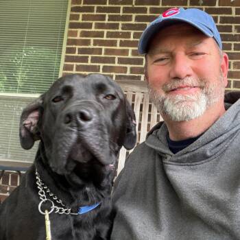 Labrador Retriever and Mastiff Dogs Available for Adoption in Lewis Center, Ohio - Addy | PetCurious