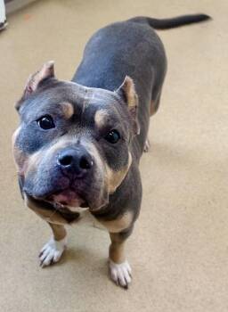 Pit Bull Terrier and Mixed Breed Dogs Available for Adoption in Derwood, Maryland - JANEL | PetCurious