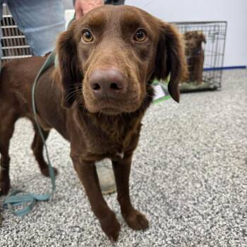Mixed Breed Dogs Available for Adoption in Fredericksburg, Virginia - Ferrero | PetCurious