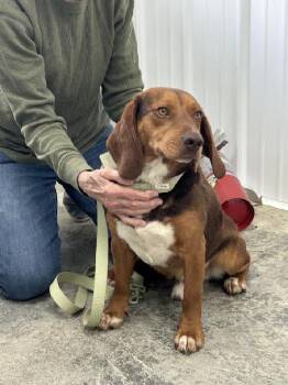 Beagle Dogs Available for Adoption in Scottsburg, Indiana - Eddie | PetCurious