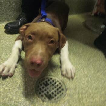 King Daddy -  Pit Bull Terrier Dog for Adoption in San Gabriel, California - King Daddy | PetCurious