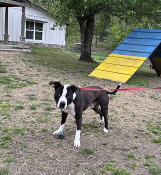 Pit Bull Terrier Dogs Available for Adoption in Naperville, Illinois - Drew | PetCurious