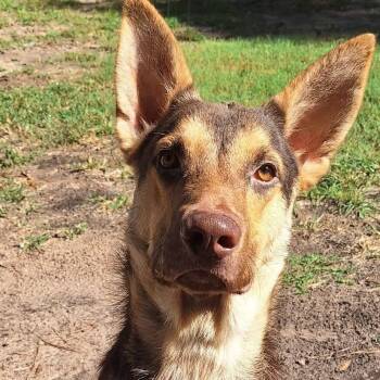Rescue German Shepherd Dog Dogs for Adoption in Lucas, Texas - MAX GSD | PetCurious