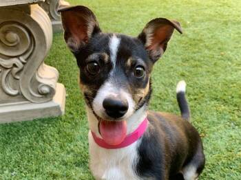 Save me - Olive -  Rat Terrier Dog for Adoption in San Marcos, California - Save Me - Olive | PetCurious