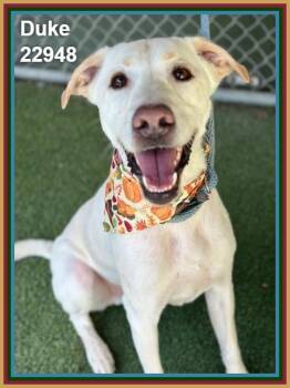 DUKE -  Labrador Retriever and Hound Dog for Adoption in Marietta, Georgia - DUKE | PetCurious