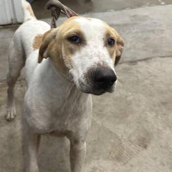 Ms. Happy -  Mixed Breed Dog for Adoption in Corbin, Kentucky - Ms. Happy | PetCurious