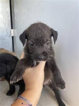 Rescue Pit Bull Terrier Dogs for Adoption in Houston, Texas - A645086 | PetCurious