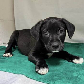 Black Labrador Retriever and Mixed Breed Dogs Available for Adoption - Levy  | PetCurious
