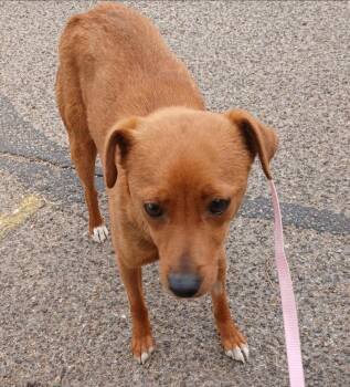 Stevie -  Chihuahua and Dachshund Dog for Adoption in Thompson Falls, Montana - Stevie | PetCurious
