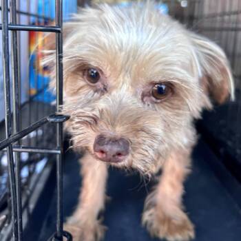 Yorkshire Terrier Dogs Available for Adoption in Peculiar, Missouri - Millie | PetCurious