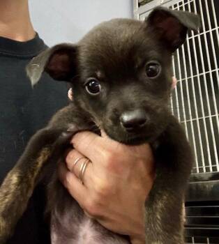 Skye -  Labrador Retriever Dog for Adoption in Jefferson, New Jersey - Skye | PetCurious
