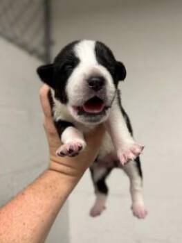 Panda -  Mixed Breed Dog for Adoption in Gainesville, Florida - Panda | PetCurious