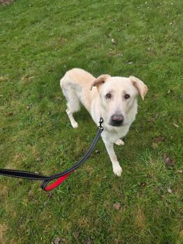 Yellow Labrador Retriever and German Shepherd Dog Dogs Available for Adoption in Medina, Ohio - Bailey Rose-Not Accepting Applications Yet! | PetCurious
