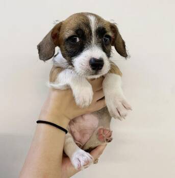 Rescue Mixed Breed Dogs for Adoption in Los Angeles, California - Mona | PetCurious