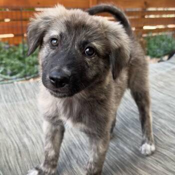 NESSIE -  Mixed Breed Dog for Adoption in Loveland, Colorado - NESSIE | PetCurious