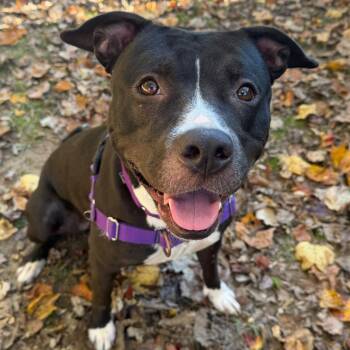 Ruby -  Pit Bull Terrier Dog for Adoption in Reisterstown, Maryland - Ruby | PetCurious
