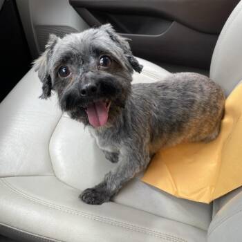 Shih Tzu and Morkie Dogs Available for Adoption in Sparta, New Jersey - NIka | PetCurious