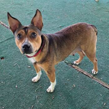 Terrier Dogs Available for Adoption in Bloomfield, Connecticut - Primrose | PetCurious
