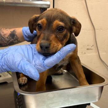 Shepherd Dogs Available for Adoption in Birmingham, Alabama - Mathis | PetCurious