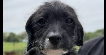 Chihuahua and Shih Tzu Dogs Available for Adoption - May | PetCurious