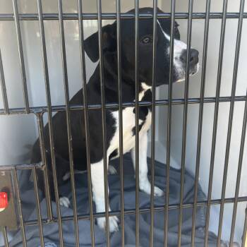 Happy -  Mixed Breed Dog for Adoption in Philadelphia, Pennsylvania - Happy | PetCurious