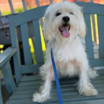 Maltese Dogs Available for Adoption - Bingo Bob (Benefactor Dog) | PetCurious