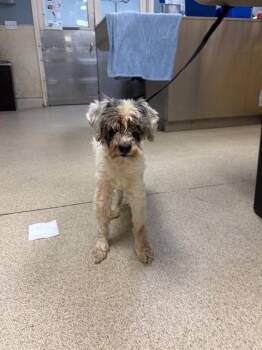 MR. FABULOUS -  Poodle and Terrier Dog for Adoption in Riverside, California - MR. FABULOUS | PetCurious